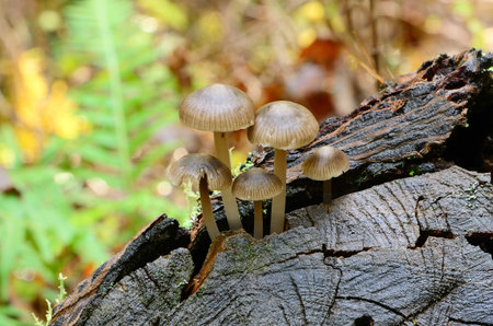 Small mushrooms growing on the stump of  Douglas Fire tree in the Umpqua National Forest near...