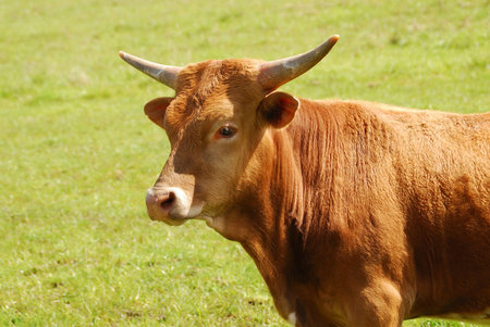 Texas Longhorn steers in a spring field in the Umpqua Valley near Roseburg Oregon