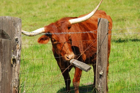 Texas Longhorn cattle in a field of green in the Umpqua Valley near Roseburg Oregonの写真素材