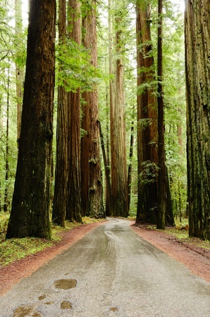 Redwood trees along the Avenue of the Giants, Hwy 101 in the Northern California Coastlineの写真素材