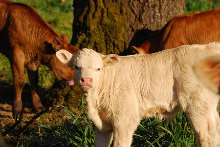 Angus cross beef cattle in a small field near Eugene Oregon -  Calf are cross with Piedmontese の写真素材