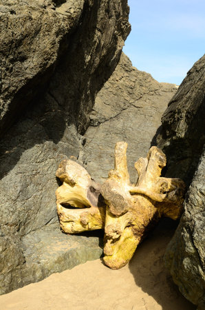 Large root wad that was caught in between two large basalt rock stacks