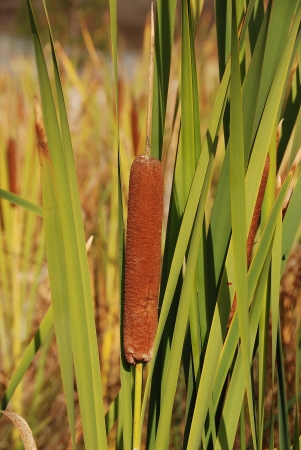 Cattail's Taken in a marsh area east of Sunshine Park Baseball Fields in late summer, Roseburg ORの写真素材