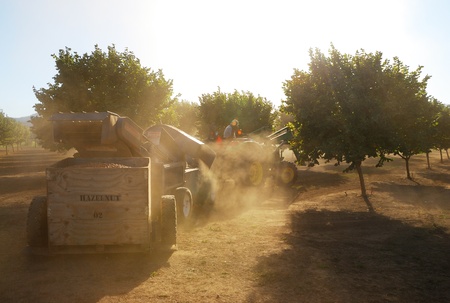 A tractor pulls a machine that picks up the hazelnuts Umpqua Valley orchard near Roseburg Oregon.の写真素材
