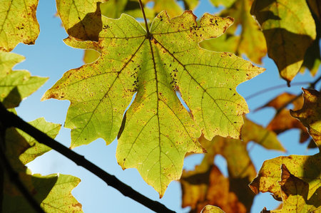 Early fall maple leaves showing the new color turning