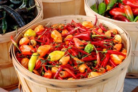 Colorful Peppers in a Basket, following Halloween at Brozio Farm Stand in Winston ORの写真素材