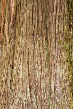 Bark of a Western Redceda, Thuja plicata,  tree trunk in the North Umpqua National Forestの写真素材
