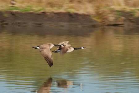 Canadian geese Branta canadensis,flying over a pondの写真素材