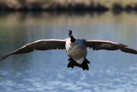 Canadian geese Branta canadensis, flying over a pondの写真素材