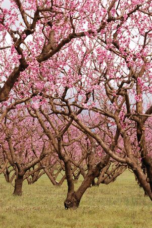 Pear trees in full bloom in the Umpqua Valley near Roseburg OR の写真素材