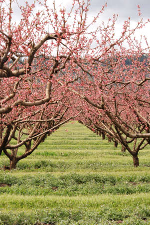 Pear trees in full bloom in the Umpqua Valley near Roseburg OR の写真素材
