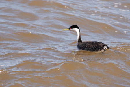 Western Grebe, Aechmophorus occidentalis, on the lake at Klamath Falls Oregon