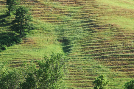 Sheep Trails on small hill, near the Umpqua Store, Umpqua Valley, OR