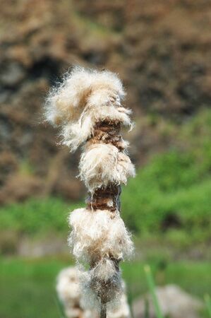 "Old Man with a Beard" Cattail, Typha latifolla, Images around a small pond found off of Buckhorn Road just East of Roseburg ORの写真素材