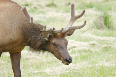 Roosevelt Bull Elk, Cervus elaphus, at the Dean Creek Elk Perserve near Reedsport Oregon