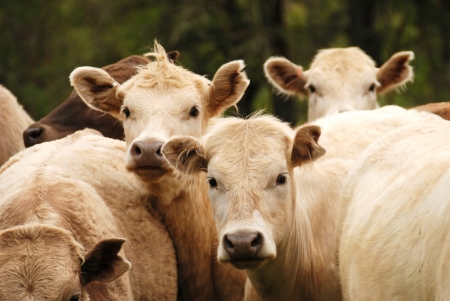 Very curious Brangus Steers in a Field off of Old Brockway Road near Winston ORの写真素材