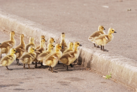 Goslings taking a walk, Canada Geese, Branta canadensis, at the Stewart Park Duck Pond in Roseburg OR off of Garden Valley Blvd  during the early springの写真素材