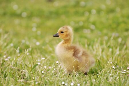 Goslings feeding in the grass. Canada Geese, Branta canadensis, at the Stewart Park Duck Pond in Roseburg OR off of Garden Valley Blvd. の写真素材