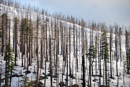 The results of the B&B Complex fire from August 2003 that burned more that 90,000 acres.  This fire killed most of the pine trees in this area of the Deschutes National Forest off of Hwy 126 at the Santiam Pass near Sisters Oregonの写真素材