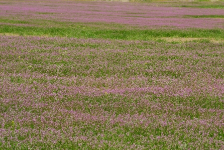 Vocanic Mudflow hill a and field of flowers and grass near Spray Oregon along State Hwy19 in North Central Oregonの写真素材