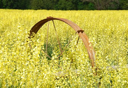Yellow flowers as a cover crop in a field near Umpqua Oregon の写真素材