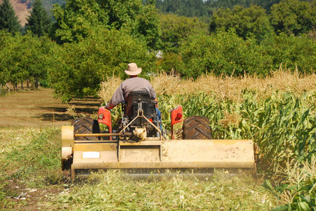 Farmer using a flail mower to cut down corn stalks on a small organic farmの写真素材