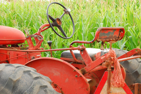 Old tractor in front of field corn soon to be a Halloween corn maze  