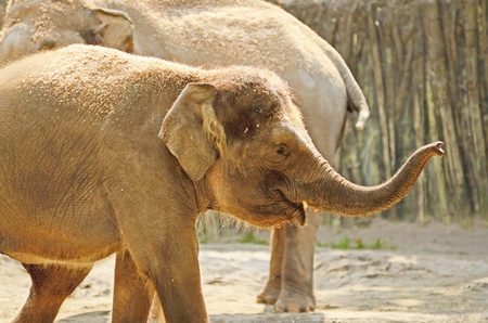 A day at the Oregon Zoo in Portland Oregonの写真素材
