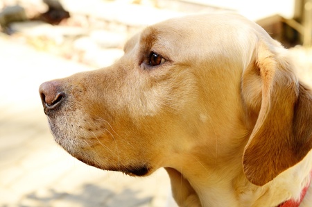 Golden Labの写真素材