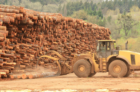  large wheeled front end log loader working the log yard at a lumber processing mill that specializes in small logsの写真素材