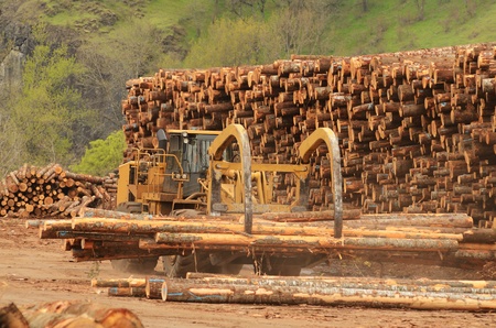  large wheeled front end log loader working the log yard at a lumber processing mill that specializes in small logsの写真素材