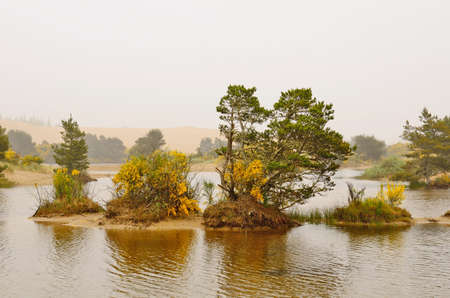 Coastal spruce and other plants in a small sand dune lake near Coos Bay Oregonの写真素材