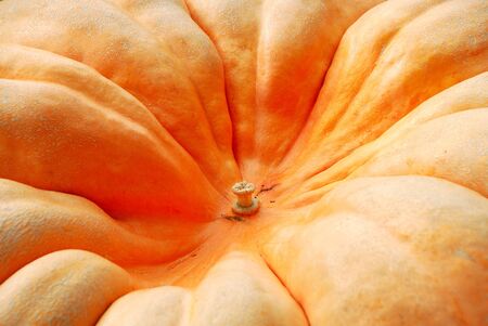 Giant pumpkins waiting to be weighed at the Canyonville Oregon Harvest Festivalの写真素材