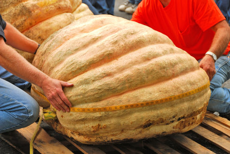 Giant pumpkins being measured  at the Canyonville Oregon Harvest Festivalの写真素材