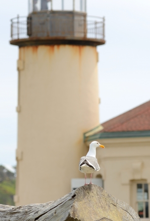Sea gull sitting on driftwood with the Coquille River Lighthouse in the background at Bullards Beach State Park near Bandon Oregonの写真素材