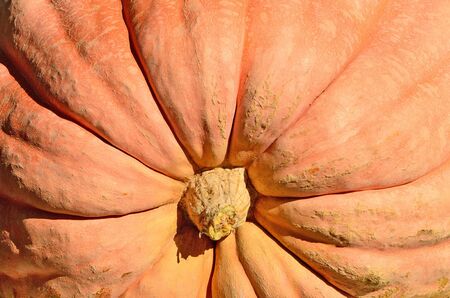 Giant Pumpkin detail at a harvest festivalの写真素材