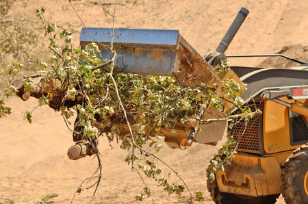 Backhoe loading up brush following a cleanup of trees from a new commercial construction development
