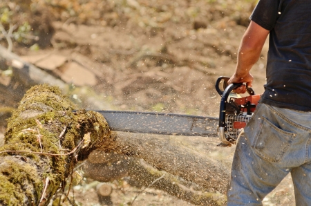 Logger triming and delimbing oak trees at a new commerical construction developmentの写真素材