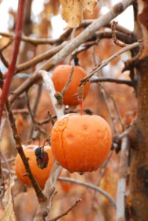 Old winter over ripe apples at a Wenanthee Washington orchardの写真素材