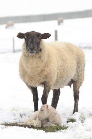 Ewe and Lamb during a winter storm in the Umpqua Valley near Roseburg Oregonの写真素材