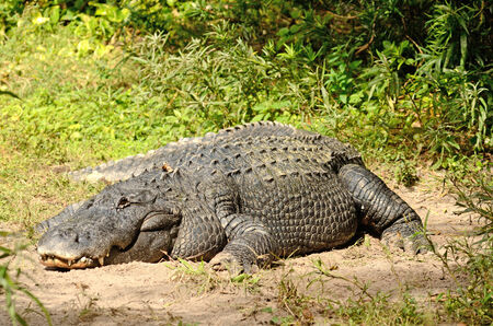 American alligator (Alligator mississippiensis), in a swamp area near Tampa Bay, Floridaの写真素材