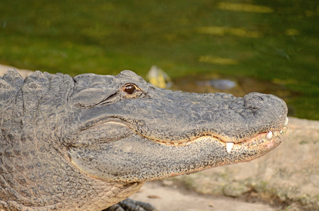 American alligator  Alligator mississippiensis , in a swamp area near Tampa Bay, Floridaの写真素材