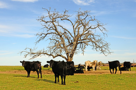 Large herd of angus cross beef steers feed on grass on a ranch in northeastern Texasの写真素材