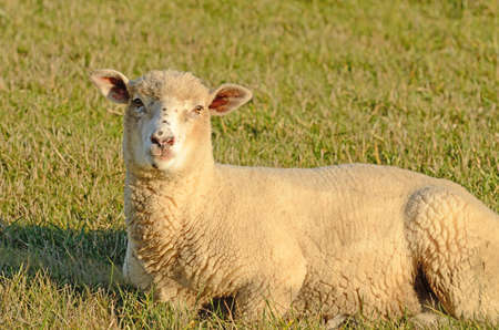 Dorset sheep ewes enjoying the winter sun in a pasture in Oregonの写真素材
