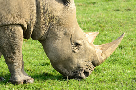 Southern White Rinoの写真素材