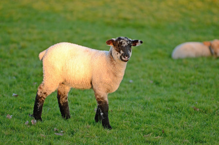 Spring lambs playing and grazing in a pasture on a large sheep ranch farm in Oregon