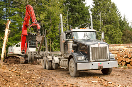 A log loader or forestry machine loads the rear trailer on a log truck at the site landing in...