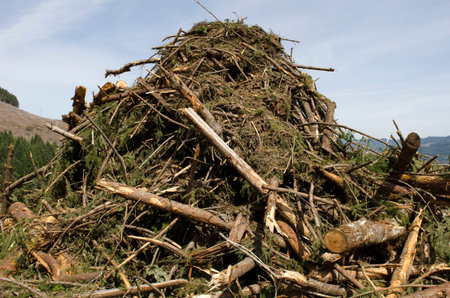 A pile of slash wood and limbs on a forestry logging landing