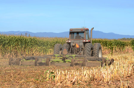 Corn farm field being harvested by a combine for agricultural feed