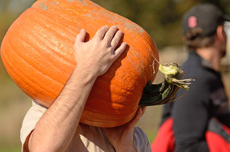 Picking out a pumpkin at a farmers market field